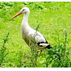 European White Stork