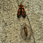 Lichen moth