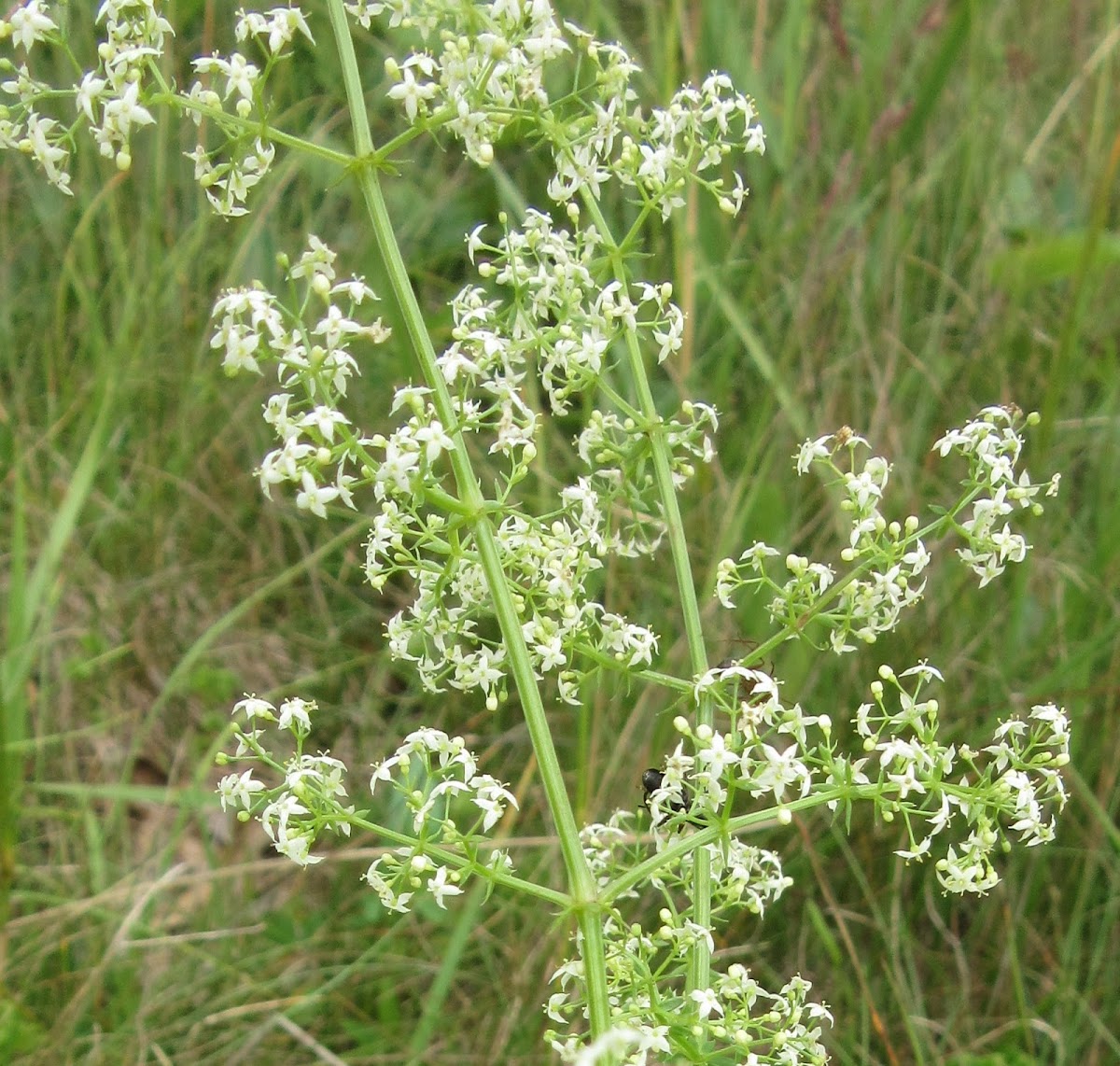 False Baby's Breath