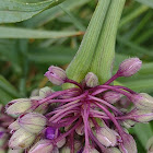 Longbract Spiderwort