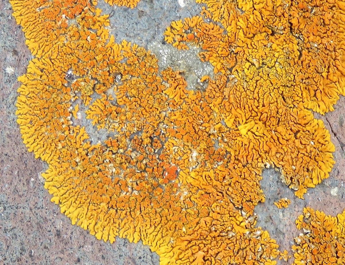 Sunburst lichen