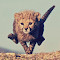 Item logo image for Cheetah Cub