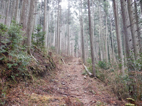 作業道は奥へ