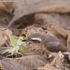 Common Woodshrike