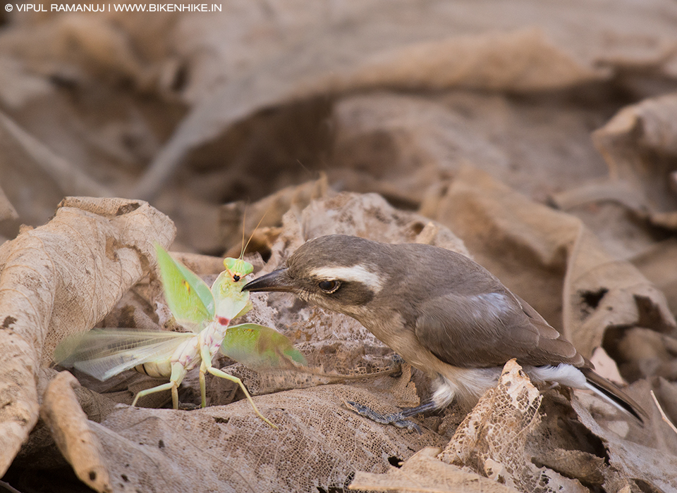 Common Woodshrike