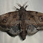 Mimallo moth