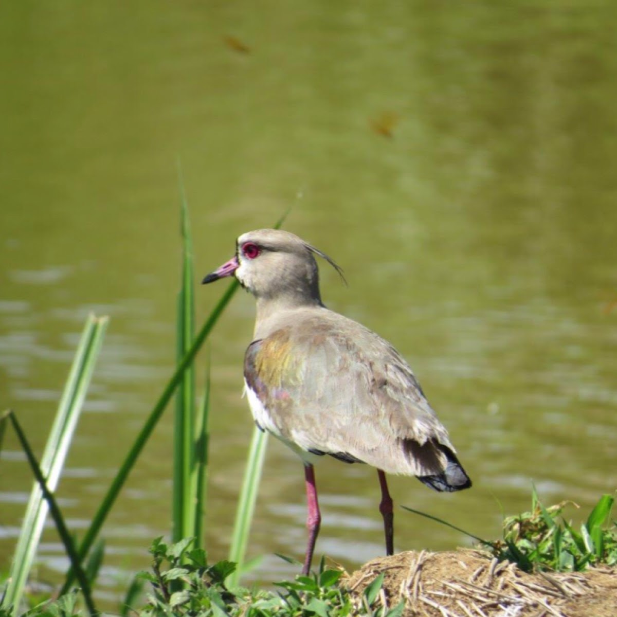 Southern lapwing