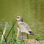 Southern lapwing