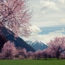 Cherry blossom garden