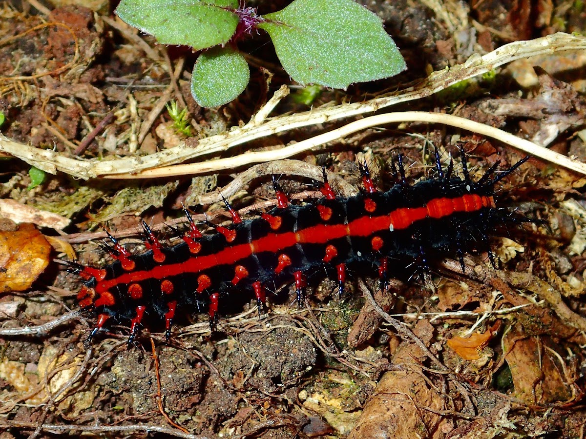 Caterpillar of Indian Fritillary