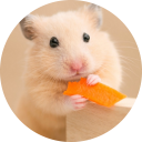 Hamster Wallpaper