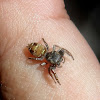 Jumping spider