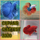 Download Cupang Contest Wallpaper For PC Windows and Mac 1.0