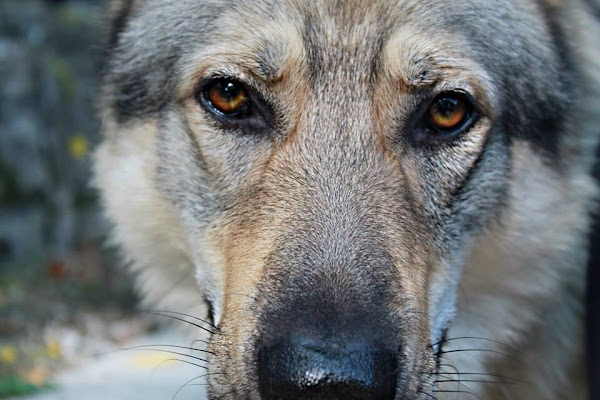 Cane lupo cecoslovacco di giada.fornabaio