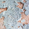Cracked lichen