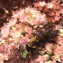 Carpenter bee