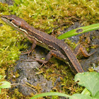 Japanese Grass Lizard