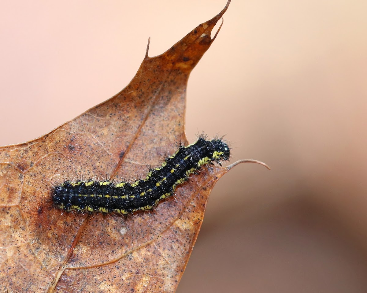 Leconte's Haploa Caterpillar