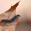 Leconte's Haploa Caterpillar