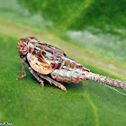 Issid Planthopper