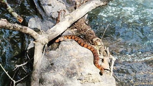 Banded Watersnake