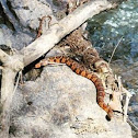 Banded Watersnake