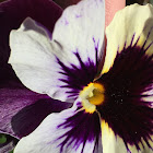 Tricolor Pansy