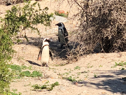 Penguins Cape Town South Africa 2018