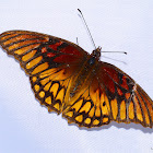 Mexican Silverspot