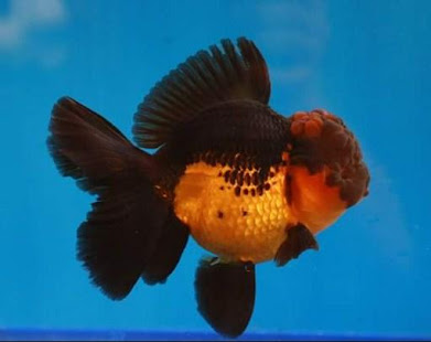 Koki Fish Gallery(圖7)-速報App
