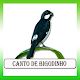 Download O Canto Bigodinho Do Maranhao For PC Windows and Mac