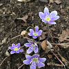 Round loved hepatica