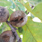 Oak gall