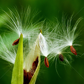 Escaping! by Hasan Mahmud Tipu - Nature Up Close Leaves & Grasses