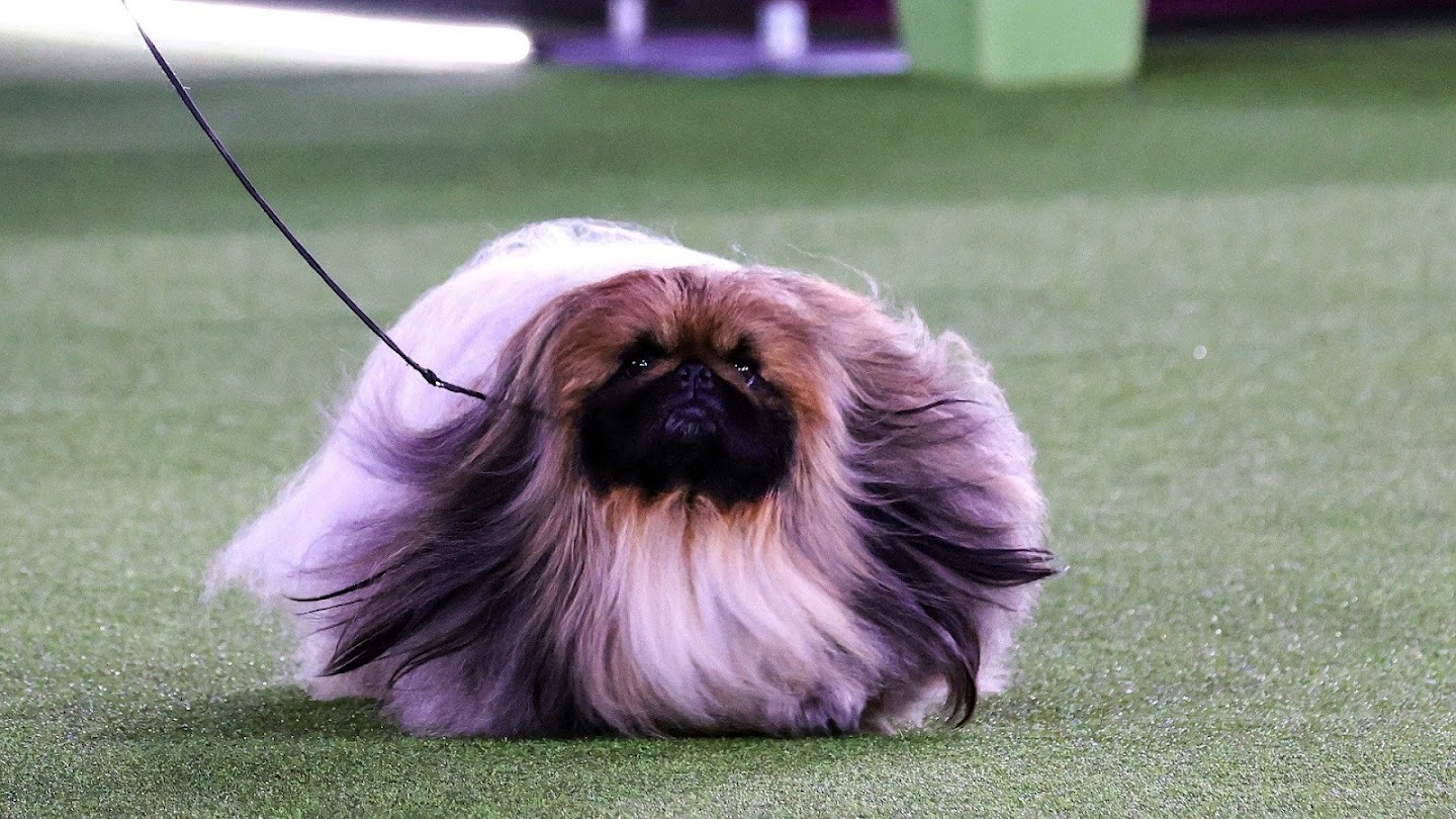 146th Westminster Kennel Club Dog Show