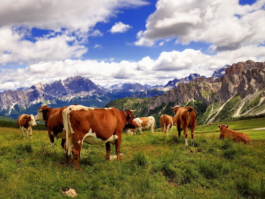 Aroma di montagna..... di www.fioregiallophoto.it