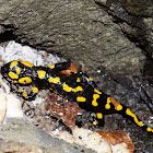 Fire salamander