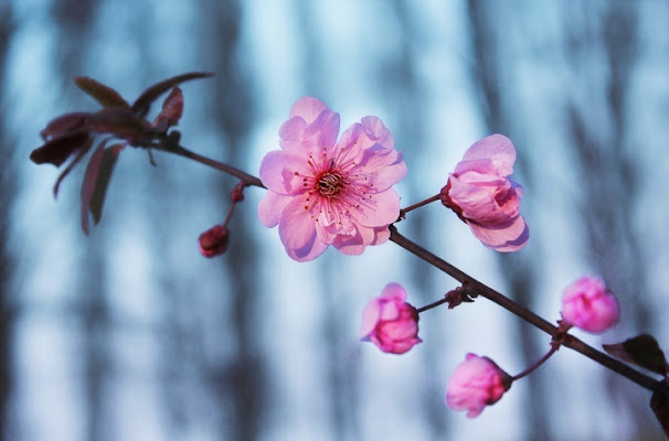 L'inverno è passato . . . di Hanami