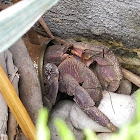 Coconut crab