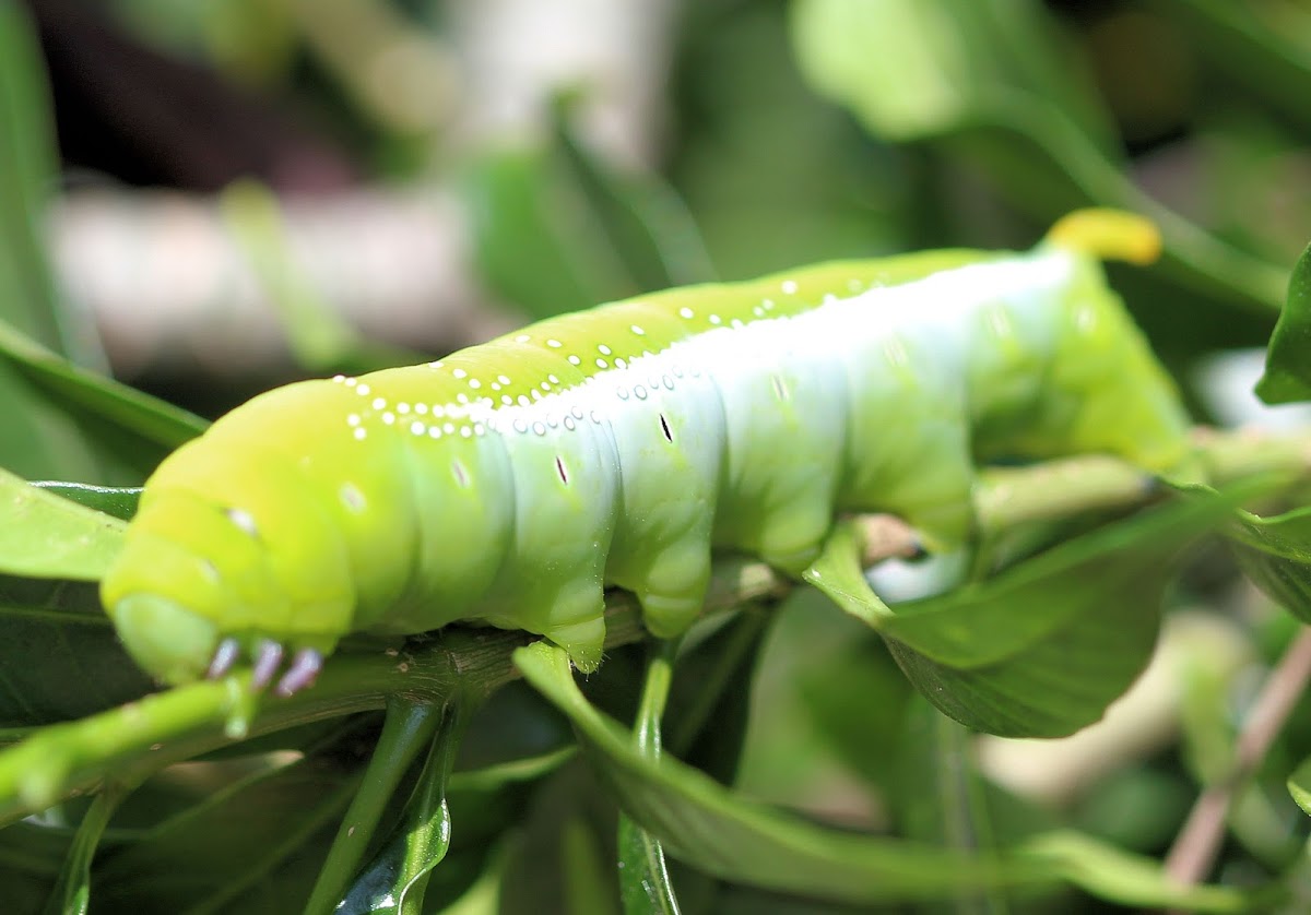 Oleander Hawk Moth Caterpillar