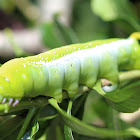 Oleander Hawk Moth Caterpillar