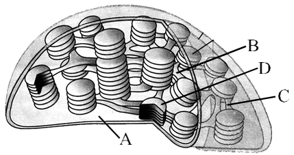 Plastids