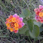 Lantana