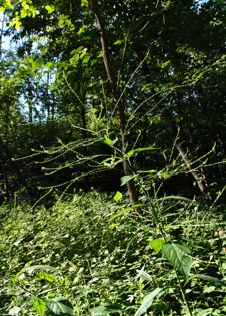 White Vervain