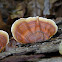 False Turkey Tail