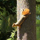 Persian or Caucasian squirrel