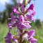 Fragrant Orchid