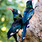 Green wood hoopoe