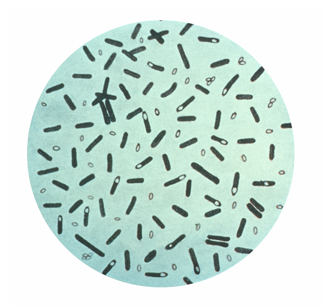 Clostridium botulinum 01.png