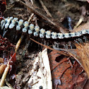 Armoured millipede